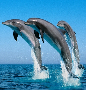 delfin3_1