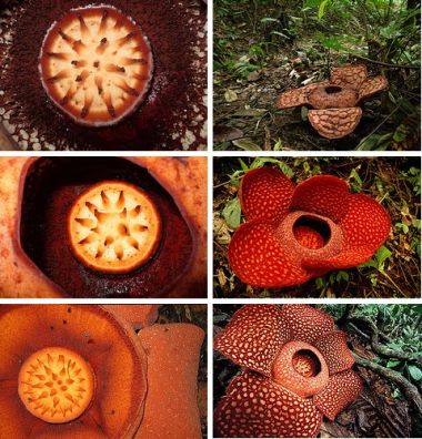 rafflesia-arnoldii-largest-flower_1