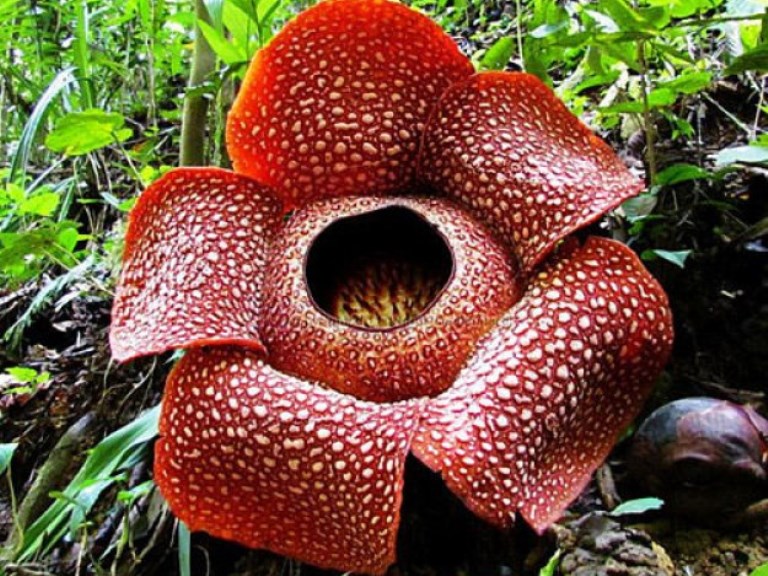 Рафлезия Арнолди -най-голямото цвете в света