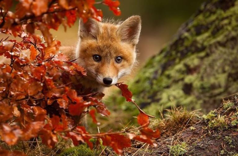 Животните и есента - магия в снимки