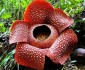 Рафлезия Арнолди -най-голямото цвете в света
